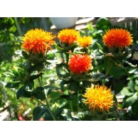 Carthame huile, Safflorolie